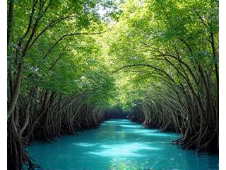 青い海に根を張る生命力あふれるマングローブ林。根が水中に浸かり、独特の生態系を形成する様子。