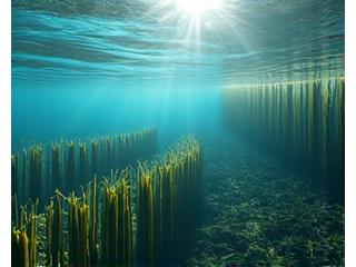 透明な海中で養殖されている海藻。水面に差し込む光が海藻を照らし、生育を促す。